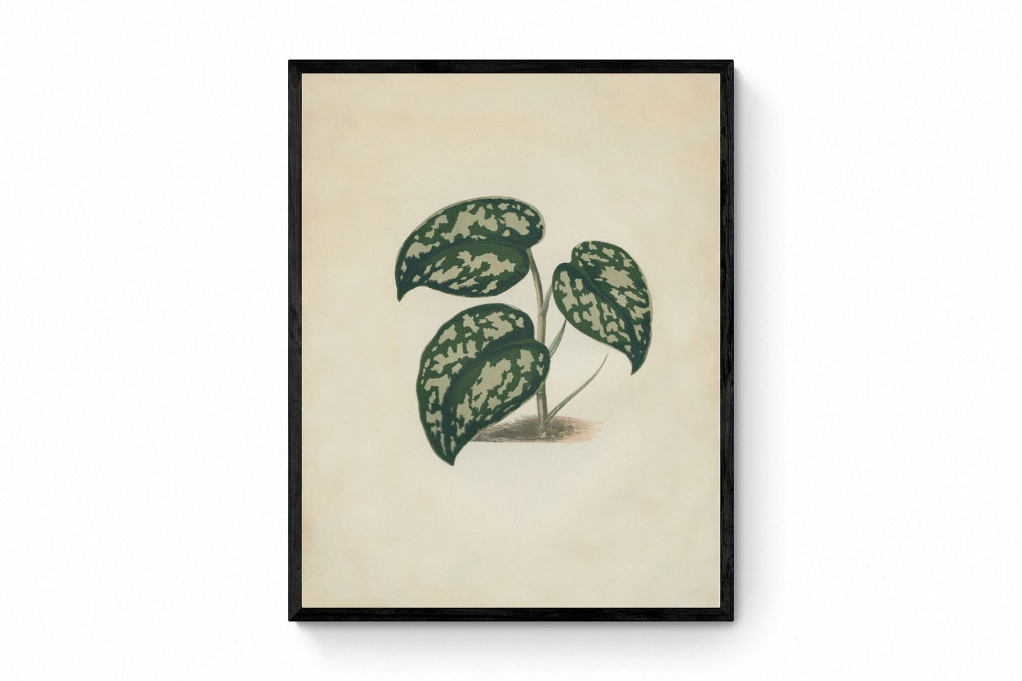 Satin Pothos (Scindapsus pictus Argyraeus) Print - Antique Reproduction - Botanical Art - Leaf - Gardener Gift - Available Framed