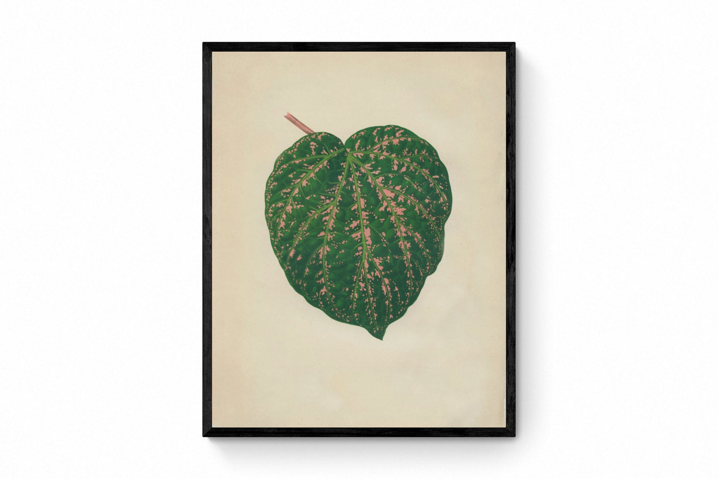 Piper porphyrophyllum (Cissus Porphyrophyllus) Print - Antique Reproduction - Botanical Art - Leaf - Gardener Gift - Available Framed