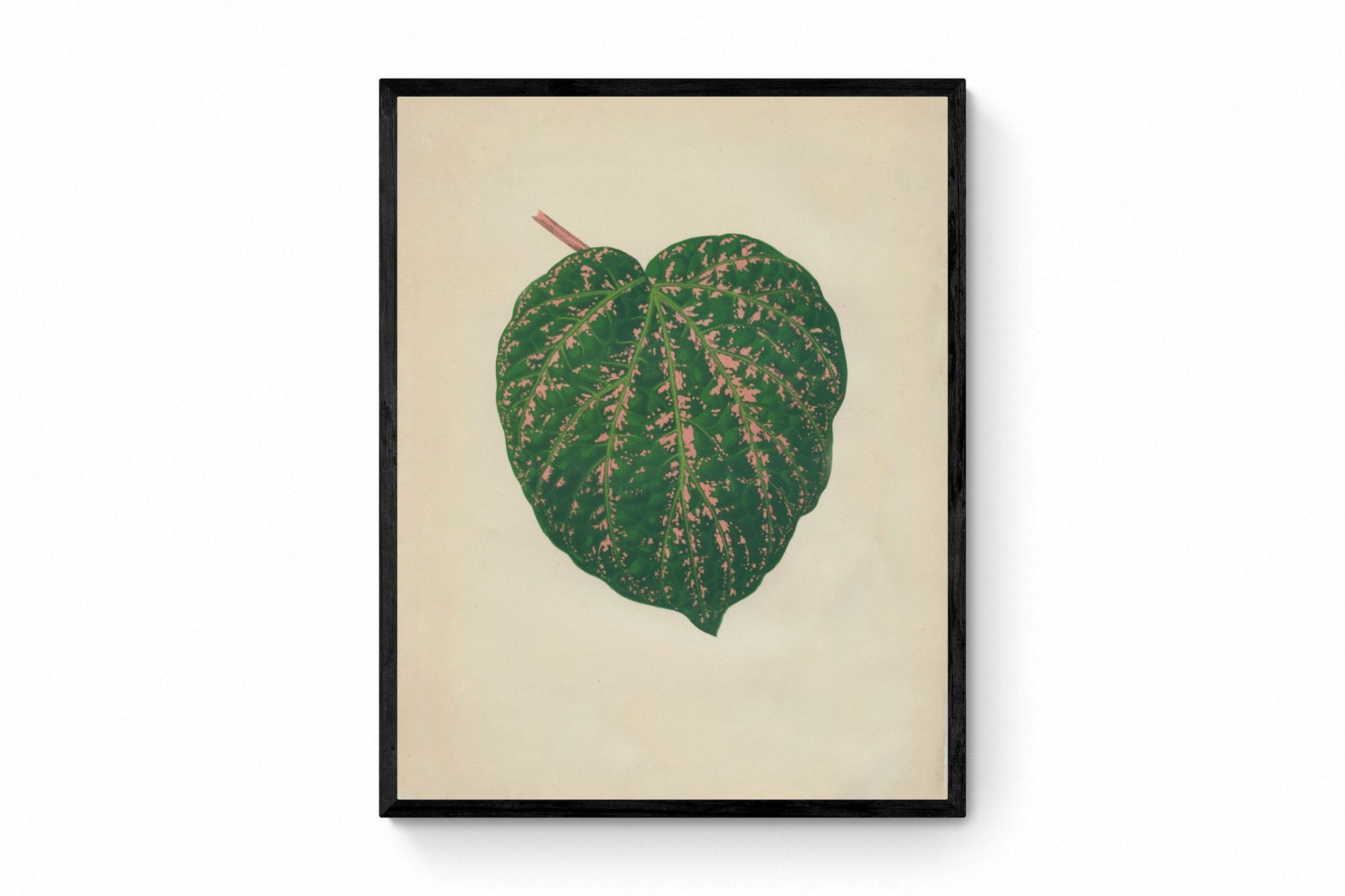 Piper porphyrophyllum (Cissus Porphyrophyllus) Print - Antique Reproduction - Botanical Art - Leaf - Gardener Gift - Available Framed