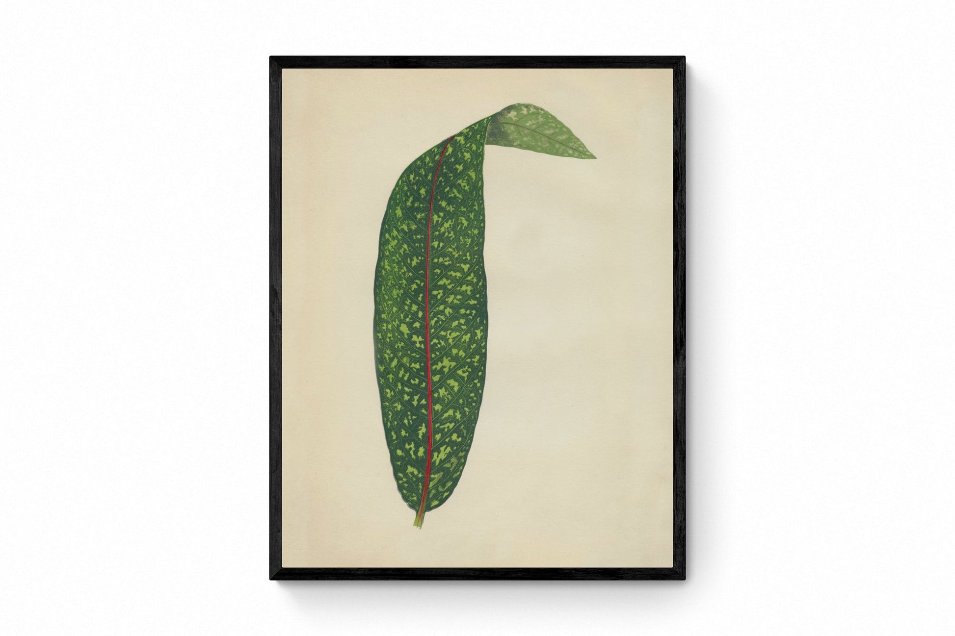 Pavetta Borbonica Print - Antique Reproduction - Botanical Art - Leaf - Gardener Gift - Available Framed