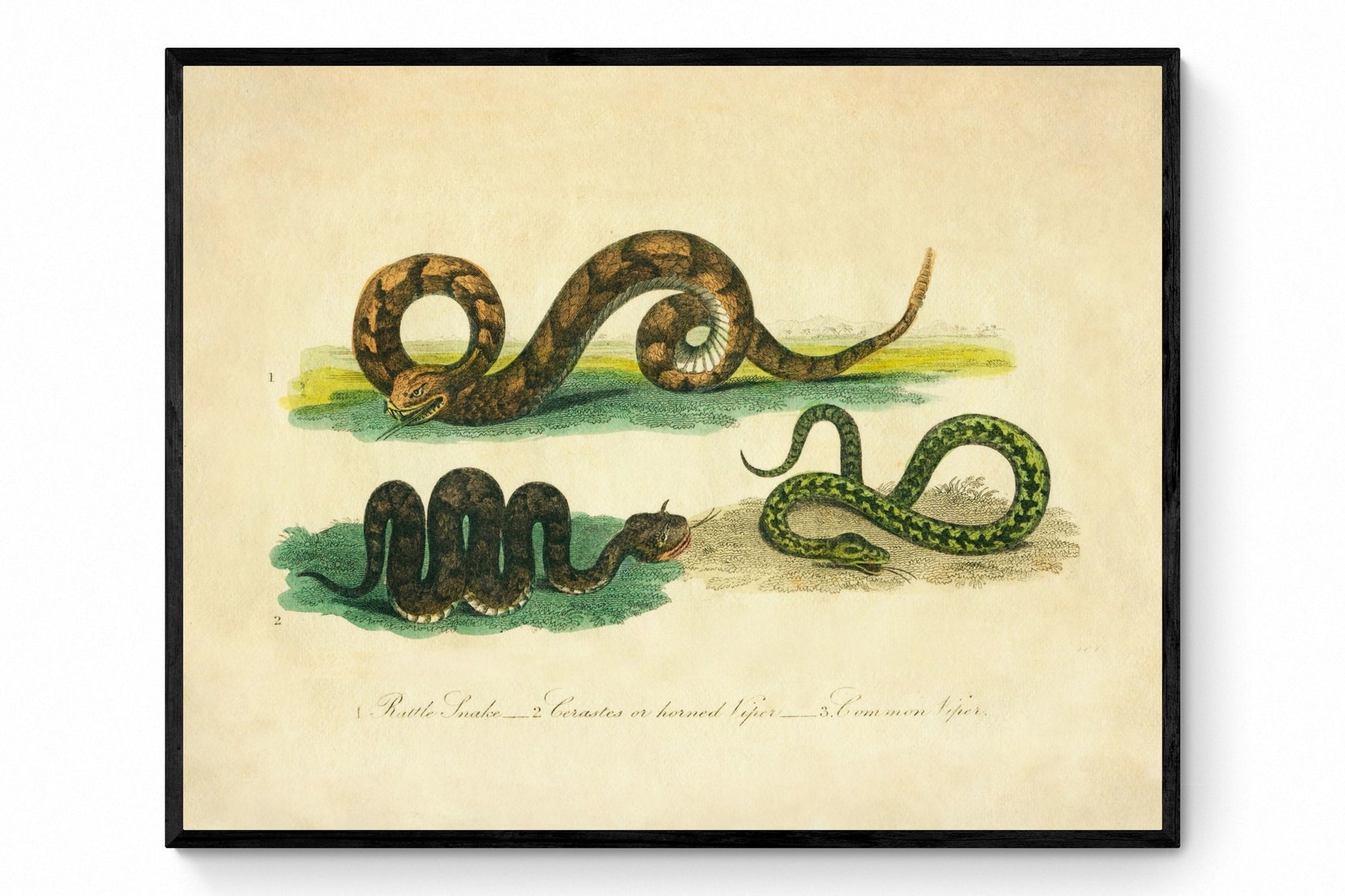 Rattlesnake, Horned Viper and Common Viper Print - Antique Reproduction - Buffon 1821 - Herpetology - Serpent - Reptile - Available Framed