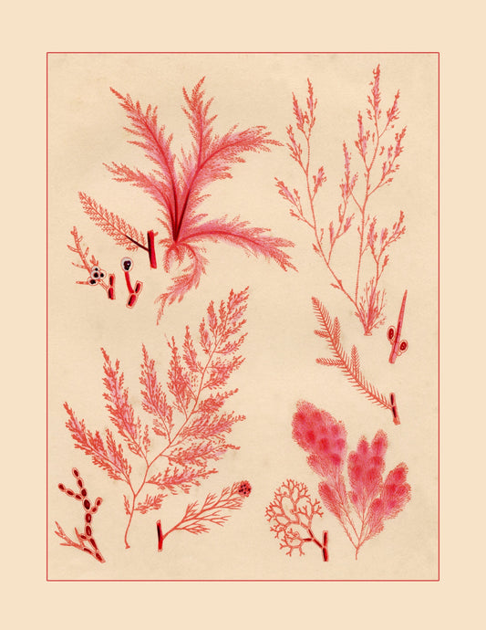 Seaweed Print  dated 1857 - Botanical Art - Ocean Decor - Marine Algae - Available Framed