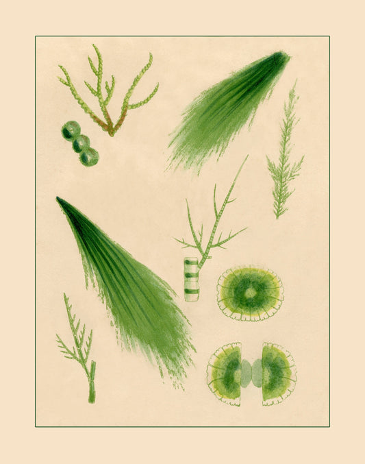 1857 Seaweed Print