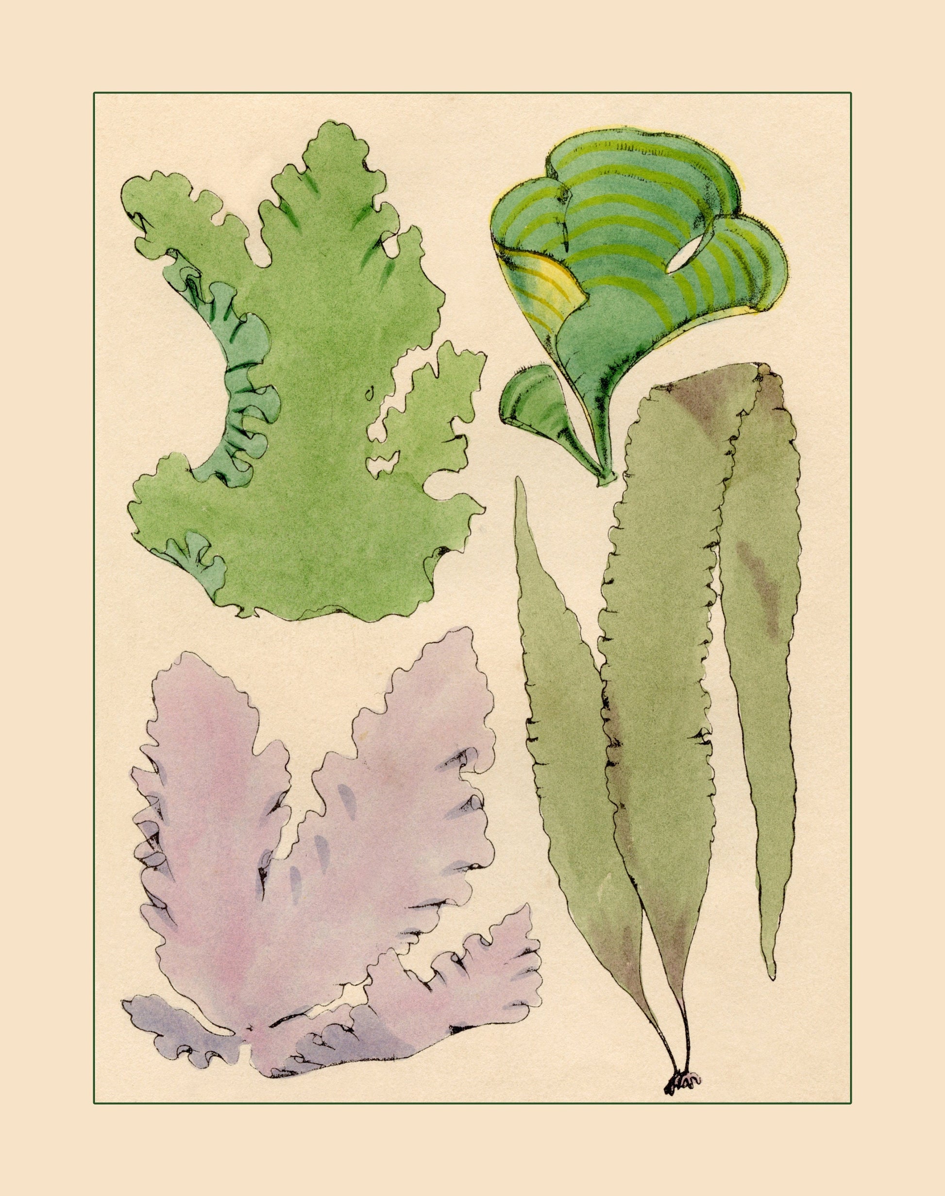 Seaweed Print - Antique Reproduction - dated 1857 - Botanical Art - Ocean Decor - Marine Algae - Available Framed