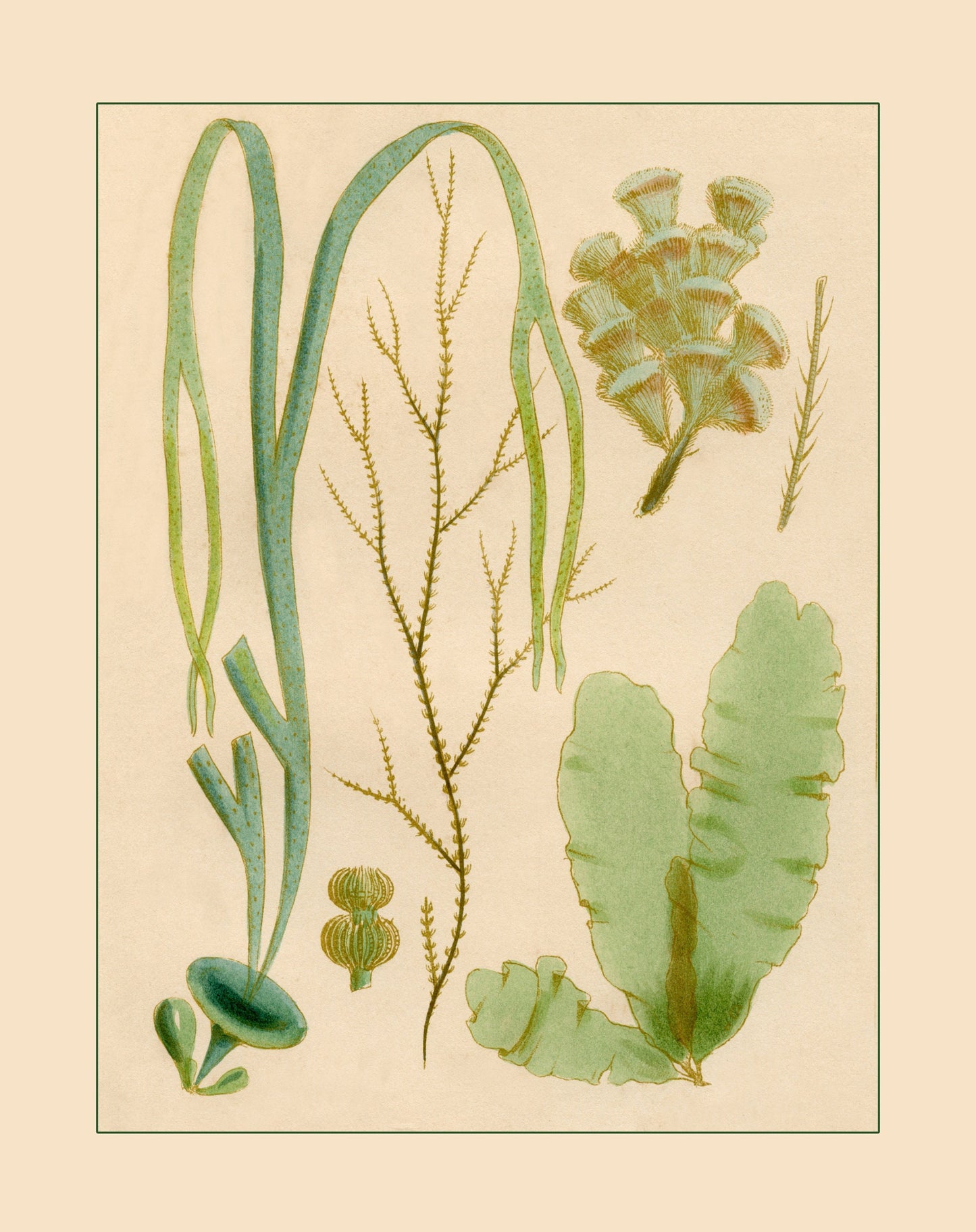 Seaweed Print - Antique Reproduction - dated 1857 - Botanical Art - Ocean Decor - Marine Algae - Available Framed