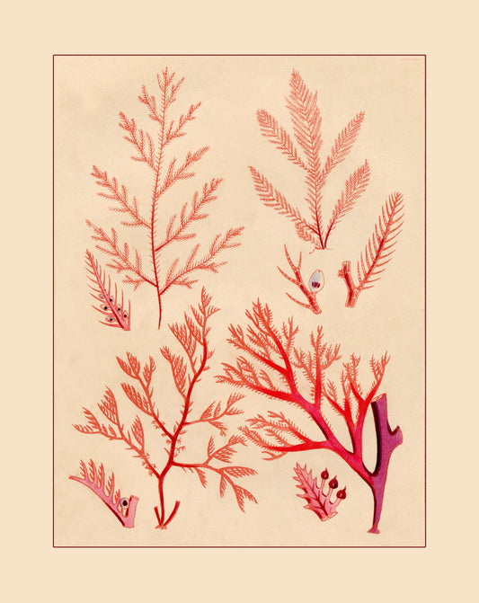 Seaweed Print - Antique Reproduction - dated 1857 - Botanical Art - Ocean Decor - Marine Algae - Available Framed