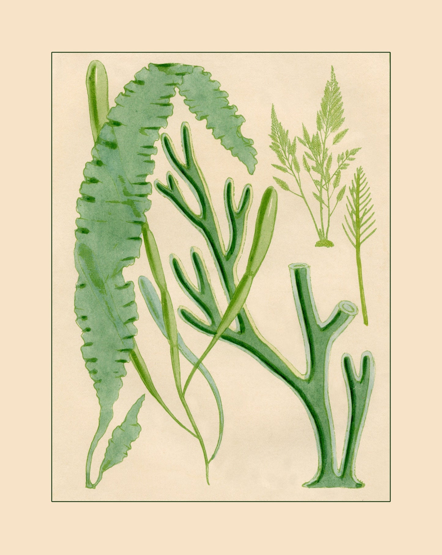 Seaweed Print - Antique Reproduction - dated 1857 - Botanical Art - Ocean Decor - Marine Algae - Available Framed