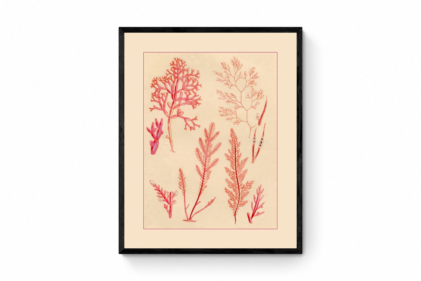 Seaweed Print - Antique Reproduction - dated 1857 - Botanical Art - Ocean Decor - Marine Algae - Available Framed