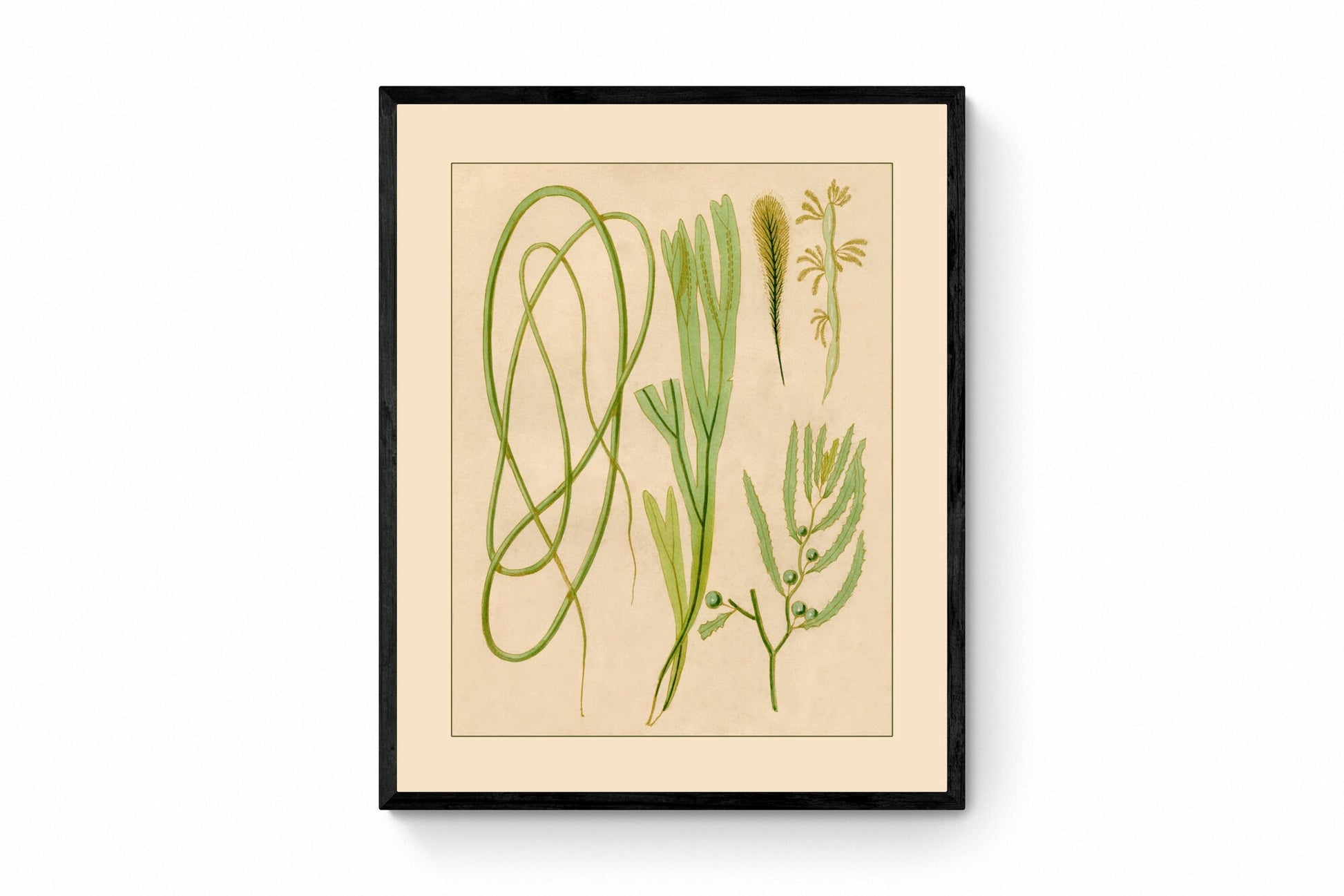 Seaweed Print - Antique Reproduction - dated 1857 - Botanical Art - Ocean Decor - Marine Algae - Available Framed