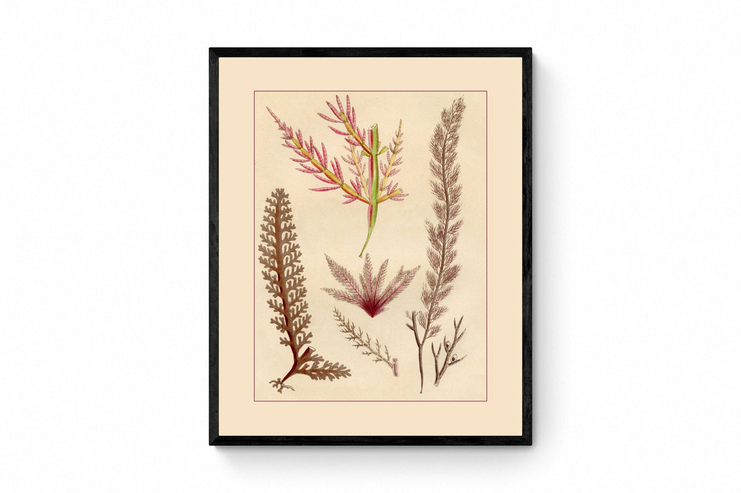 Seaweed Print - Antique Reproduction - dated 1857 - Botanical Art - Ocean Decor - Marine Algae - Available Framed