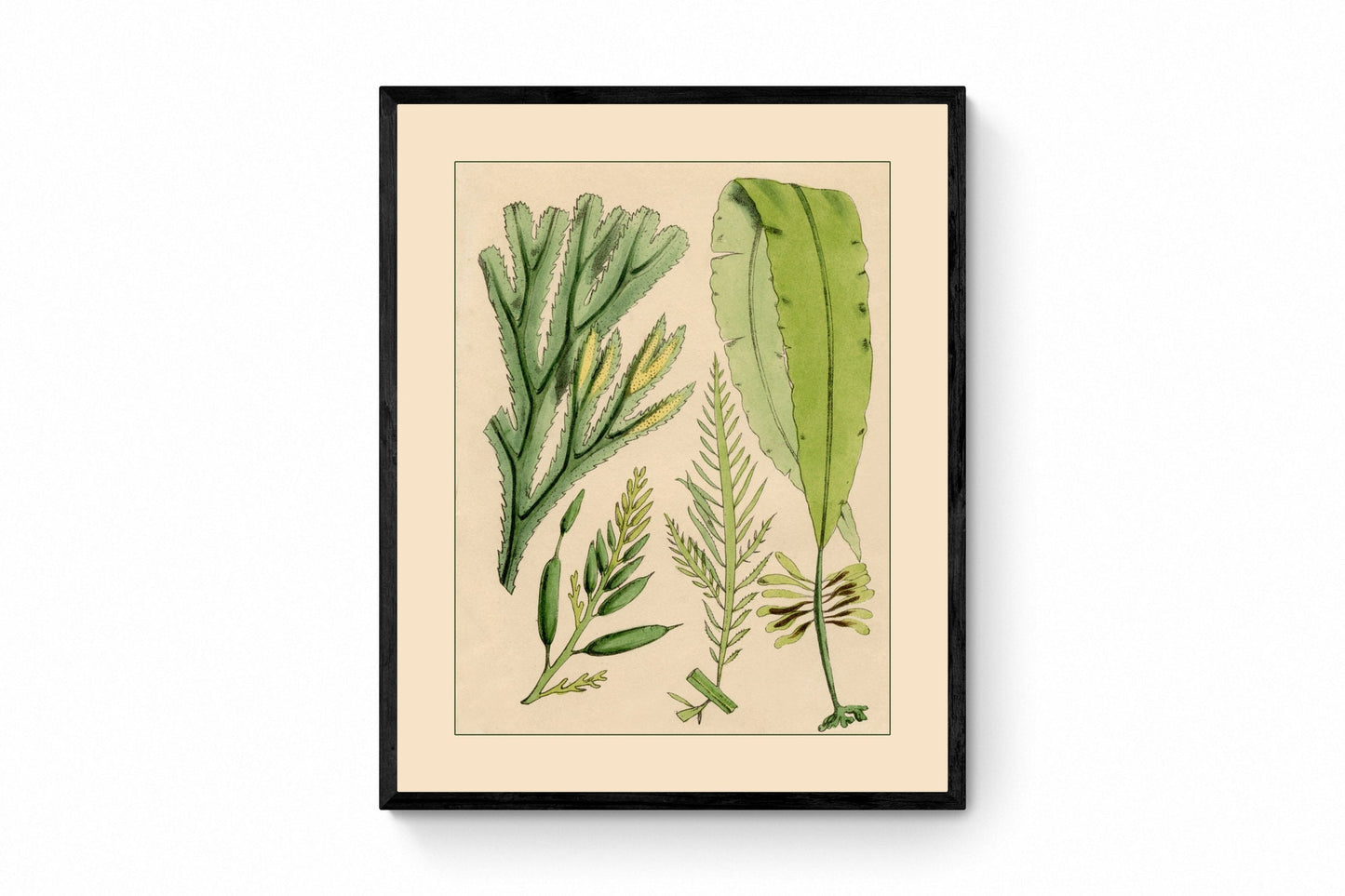 Seaweed Print - Antique Reproduction - dated 1857 - Botanical Art - Ocean Decor - Marine Algae - Available Framed