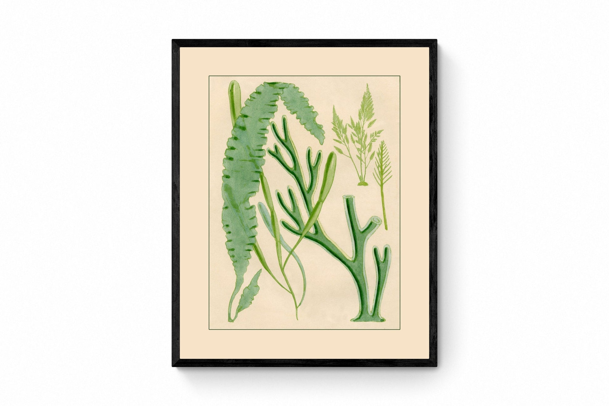 Seaweed Print - Antique Reproduction - dated 1857 - Botanical Art - Ocean Decor - Marine Algae - Available Framed