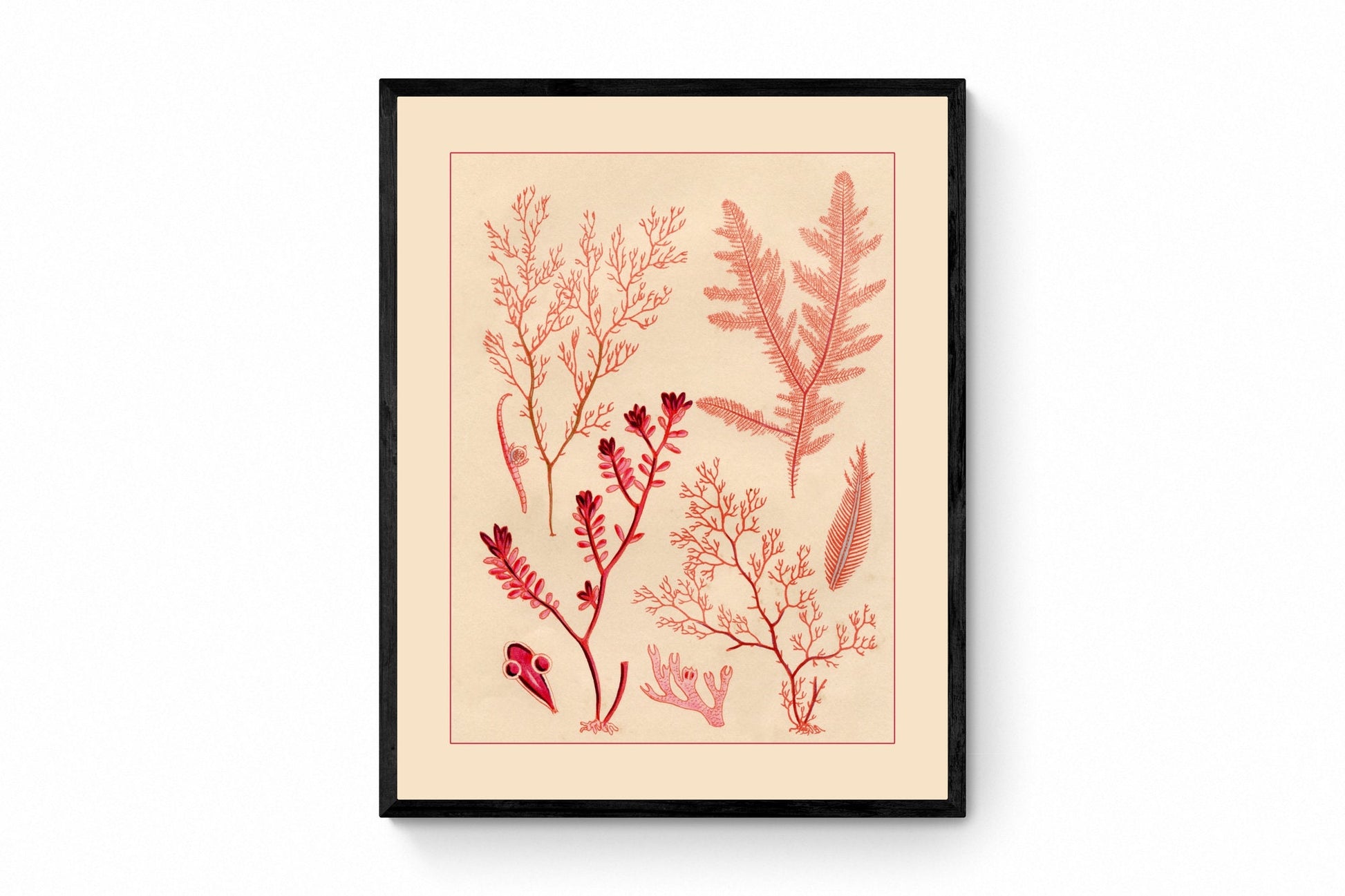 Seaweed Print - Antique Reproduction - dated 1857 - Botanical Art - Ocean Decor - Marine Algae - Available Framed