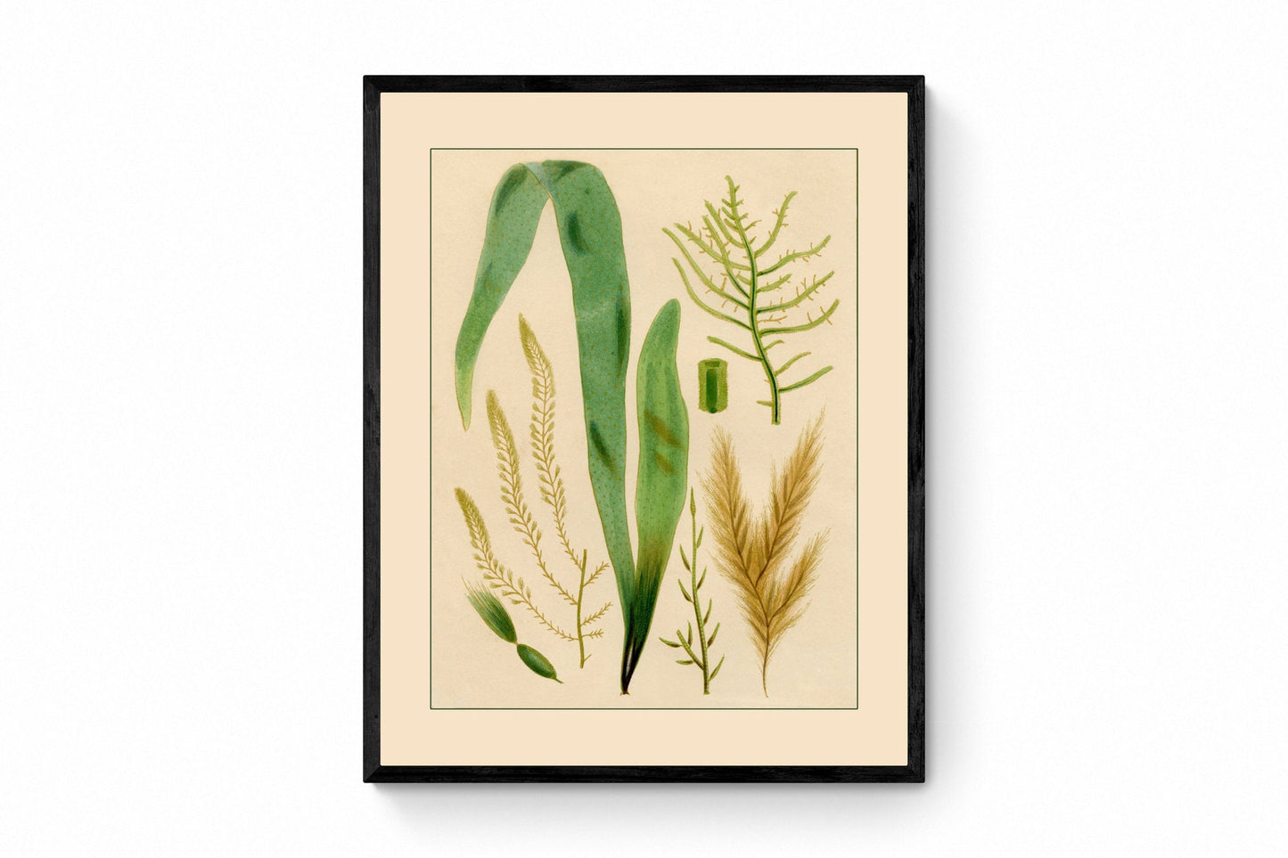 Seaweed Print - Antique Reproduction - dated 1857 - Botanical Art - Ocean Decor - Marine Algae - Available Framed