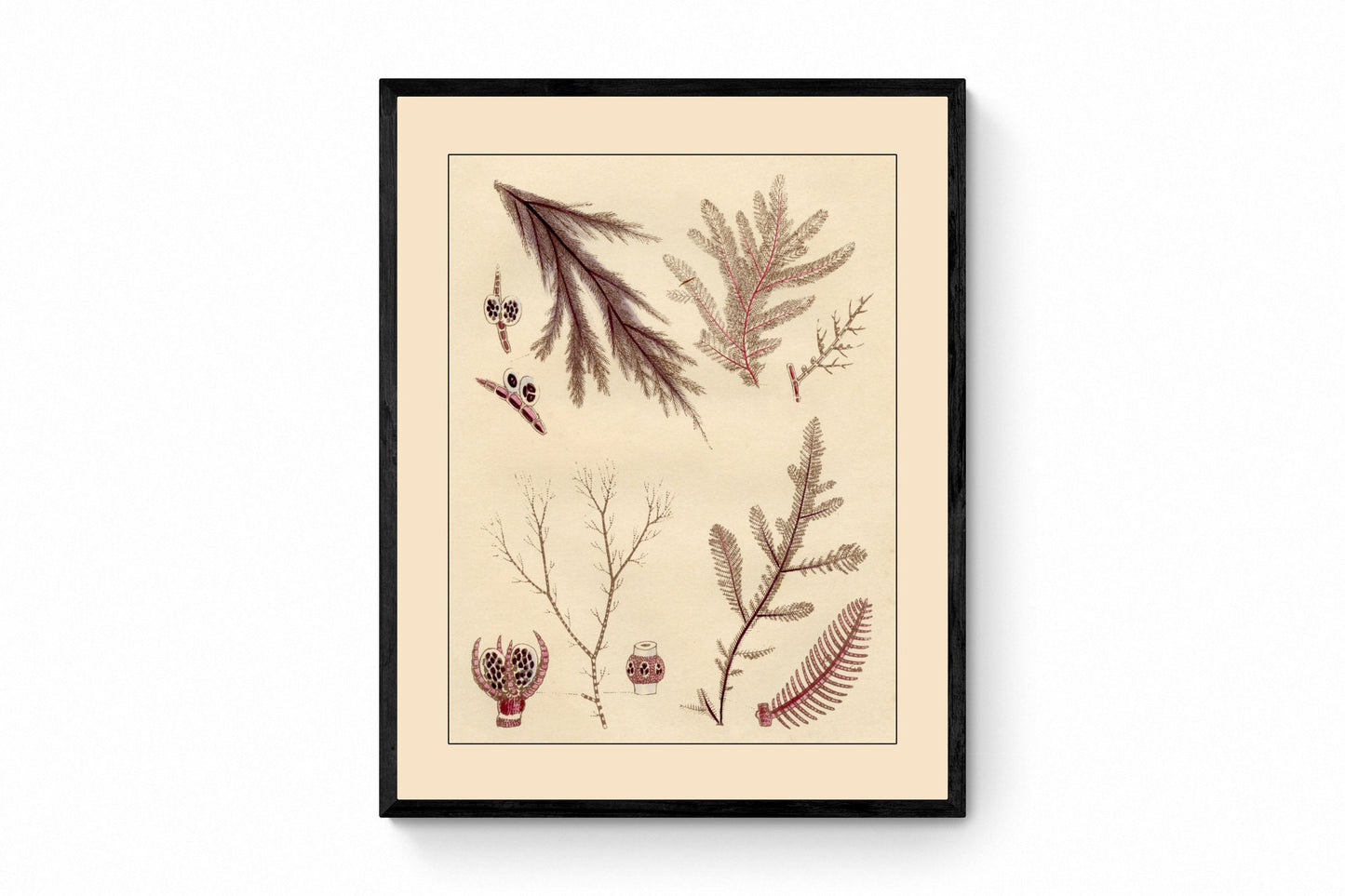 Seaweed Print - Antique Reproduction - dated 1857 - Botanical Art - Ocean Decor - Marine Algae - Available Framed