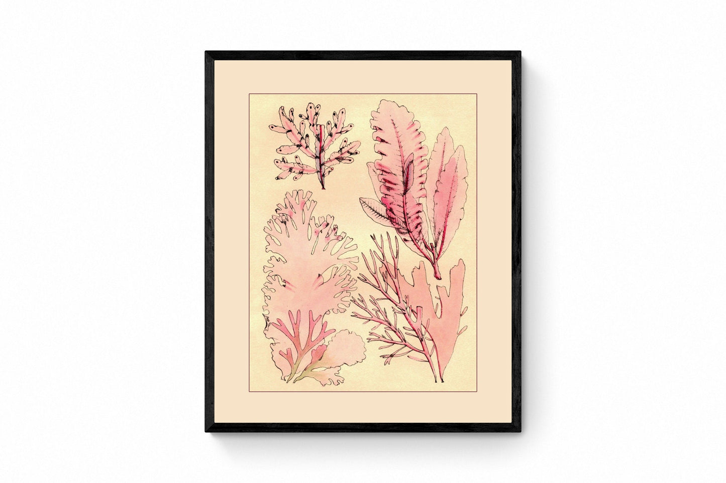 1857 Seaweed Print