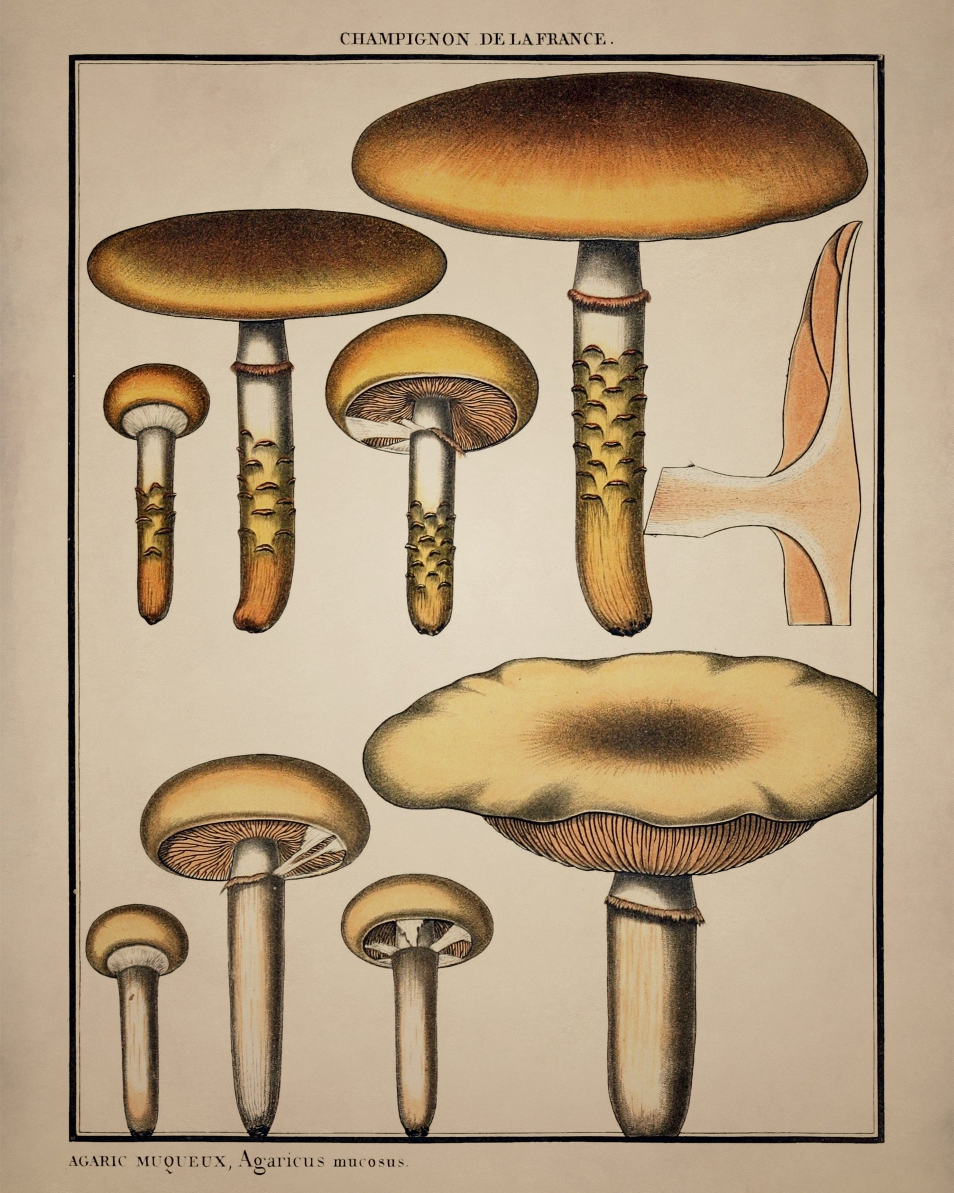 Fungi Mushroom Print - Antique Reproduction - dated 1792 - Botanical Art - Pierre Bulliard - Available Framed