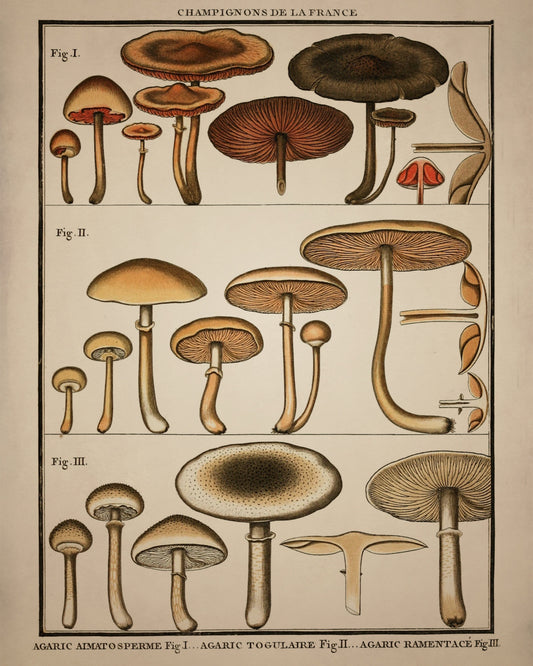 Antique_Illustration,Antique_Wall_Art,Framed_Antique_Print,Framed_Wall_Art,Framed_Vintage_Art,Botanical_Decor,Botanical_Art,Antique_Fungi_Print,Mushroom_Print,Mushroom_Poster,Fungi_Art,Framed_Fungi_Art