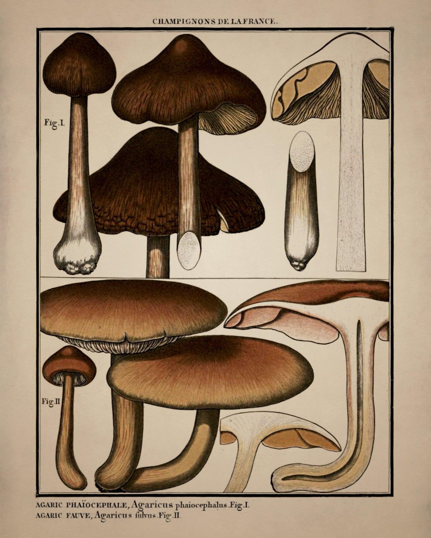 Fungi Mushroom Print - Antique Reproduction - dated 1792 - Botanical Art - Pierre Bulliard - Available Framed