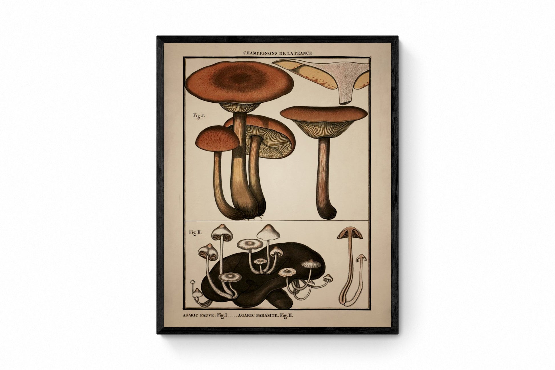 Fungi Mushroom Print - Antique Reproduction - dated 1792 - Botanical Art - Pierre Bulliard - Available Framed