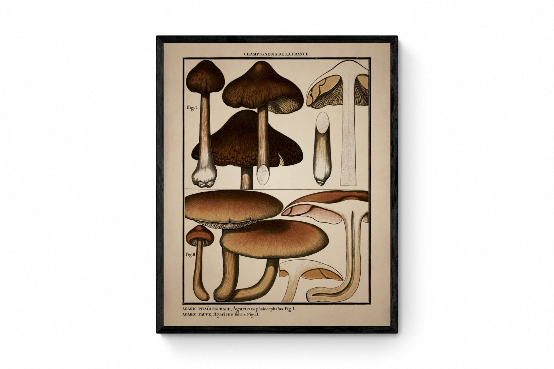 Fungi Mushroom Print - Antique Reproduction - dated 1792 - Botanical Art - Pierre Bulliard - Available Framed