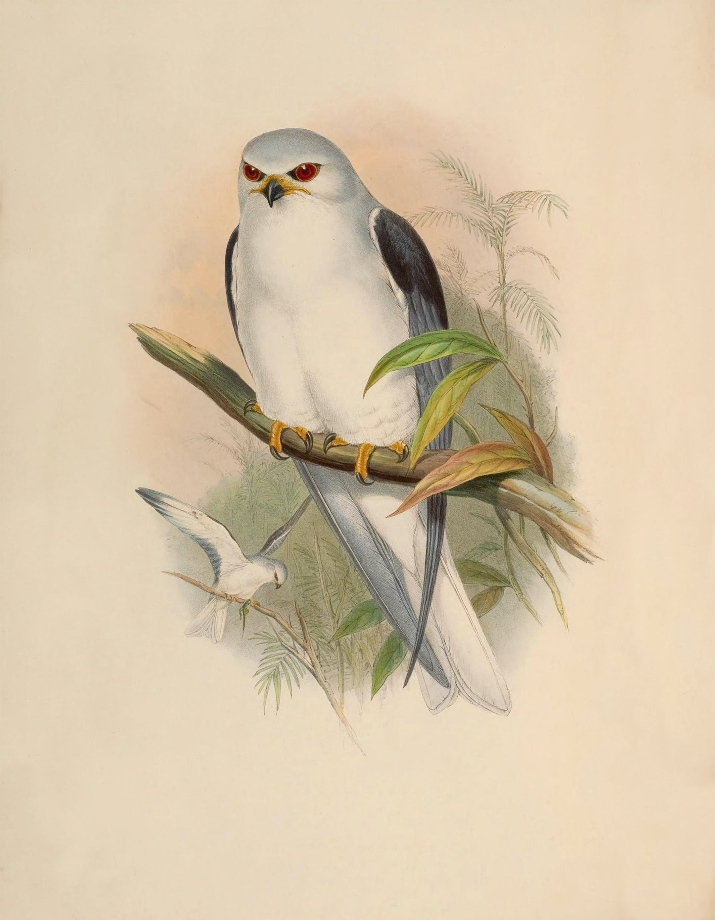 Black-Shouldered Kite Print - Antique Reproduction - John Gould - Bird of Prey - Ornithology - Available Framed