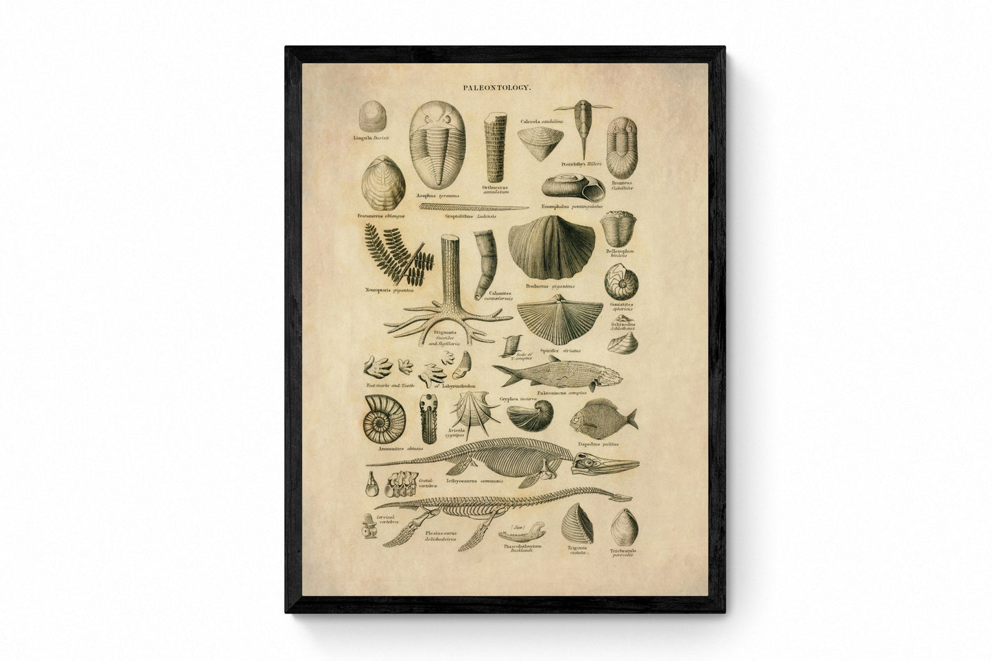 Palaentology Print - Antique Art Reproduction - Fossil, Skeleton, Ichtyosaurus, Flexiosaurus, Shell - Geology - Wall Art - Available Framed