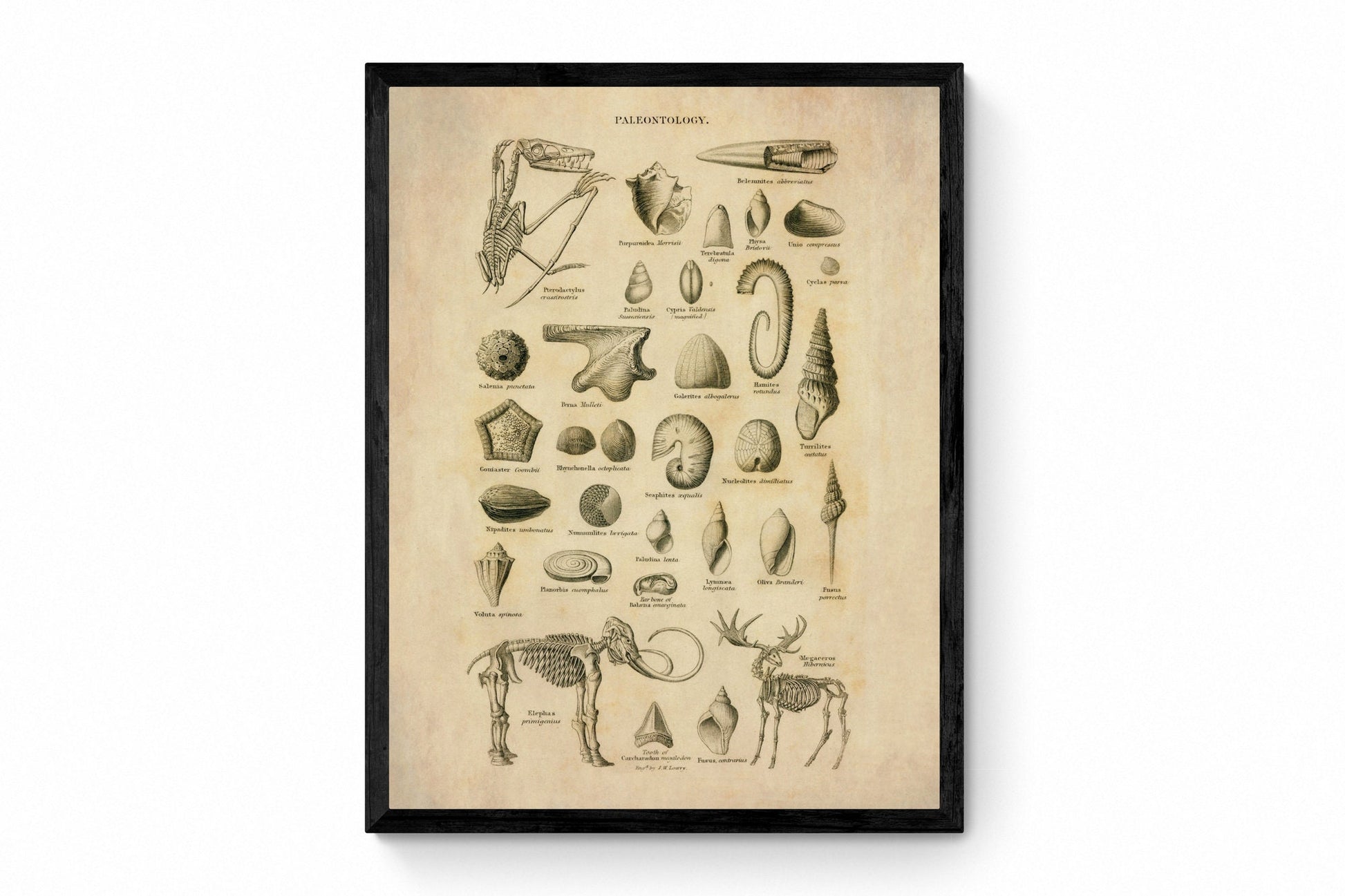 Palaentology Print - Antique Art Reproduction - Fossil, Skeleton, Ammonite, Shell - Geology - Wall Art - Available Framed