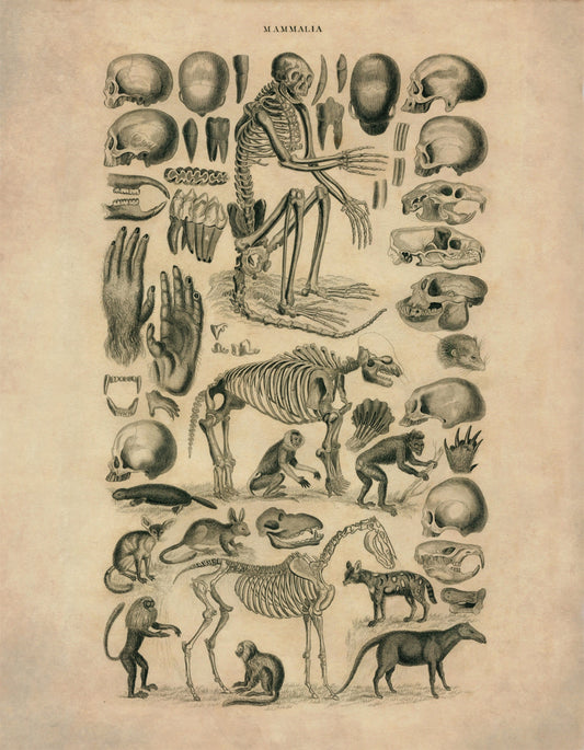 Mammalia - Skulls, Teeth, Skeletons of Mammals Print - Antique Art Reproduction - Encyclopaedia Illustration - Wall Art - Available Framed