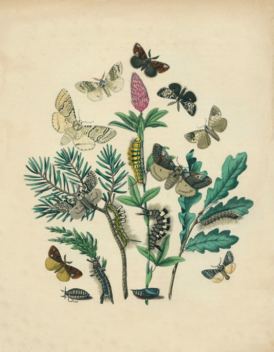 Butterfly Botanical Print