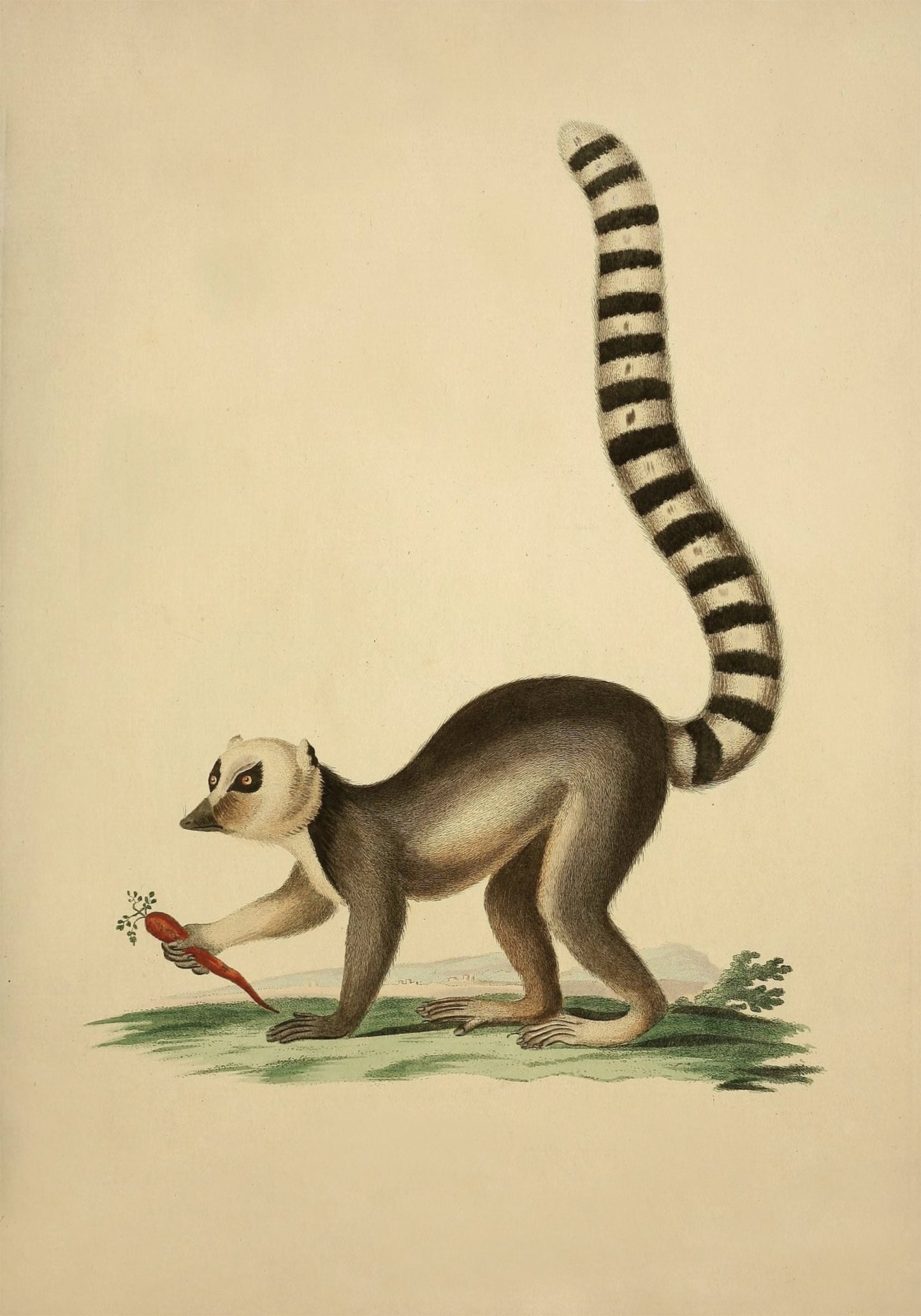 Ring Tailed Lemur Print - Antique Reproduction - Wildlife Wall Decor - Natural History - Available Framed