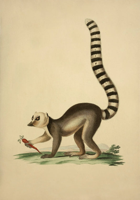 Ring Tailed Lemur Print - Antique Reproduction - Wildlife Wall Decor - Natural History - Available Framed