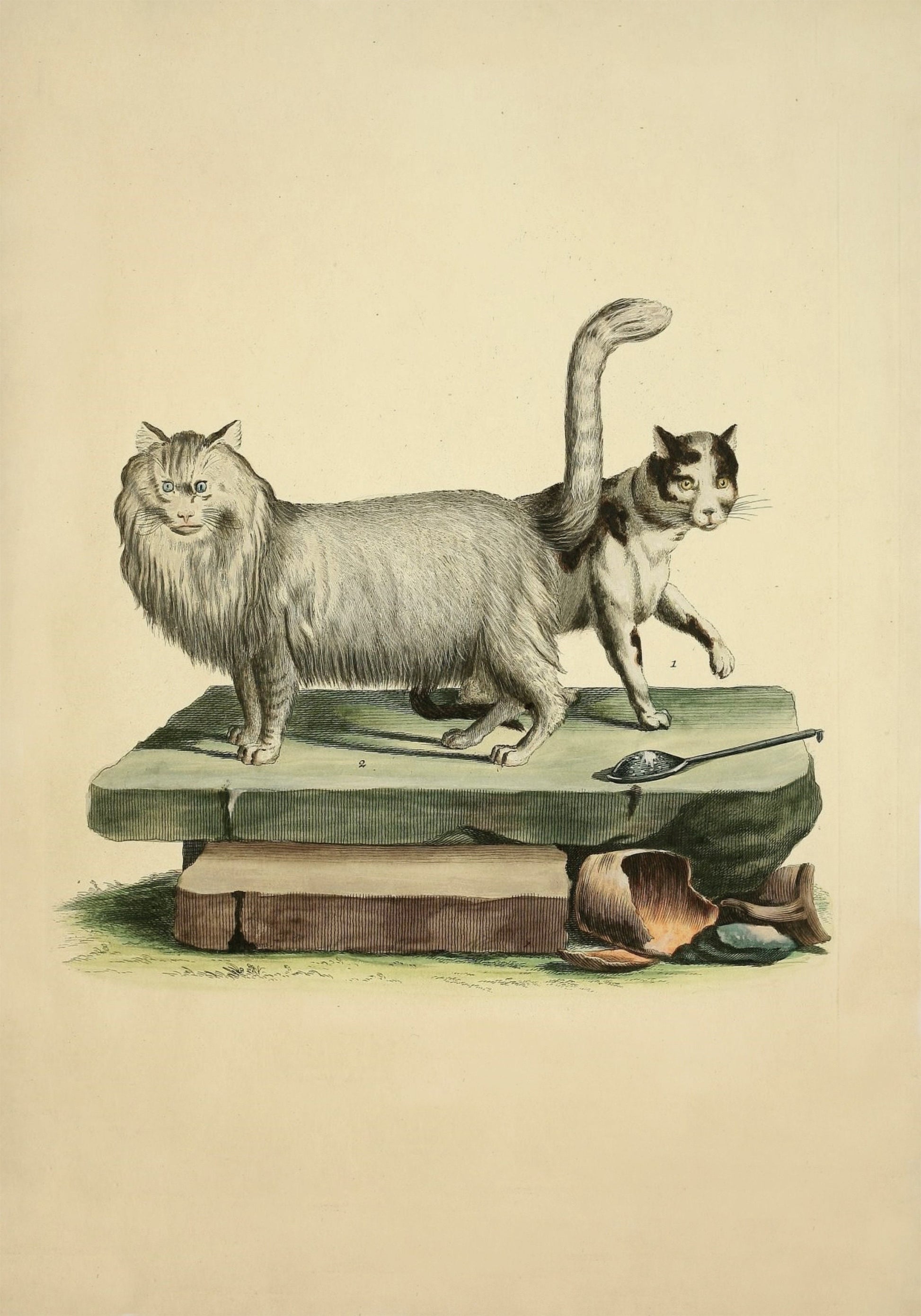 Domestic Cat and Angora Cat Print - Antique Reproduction - Pet - Cat Lover GIft - Natural History - Available Framed