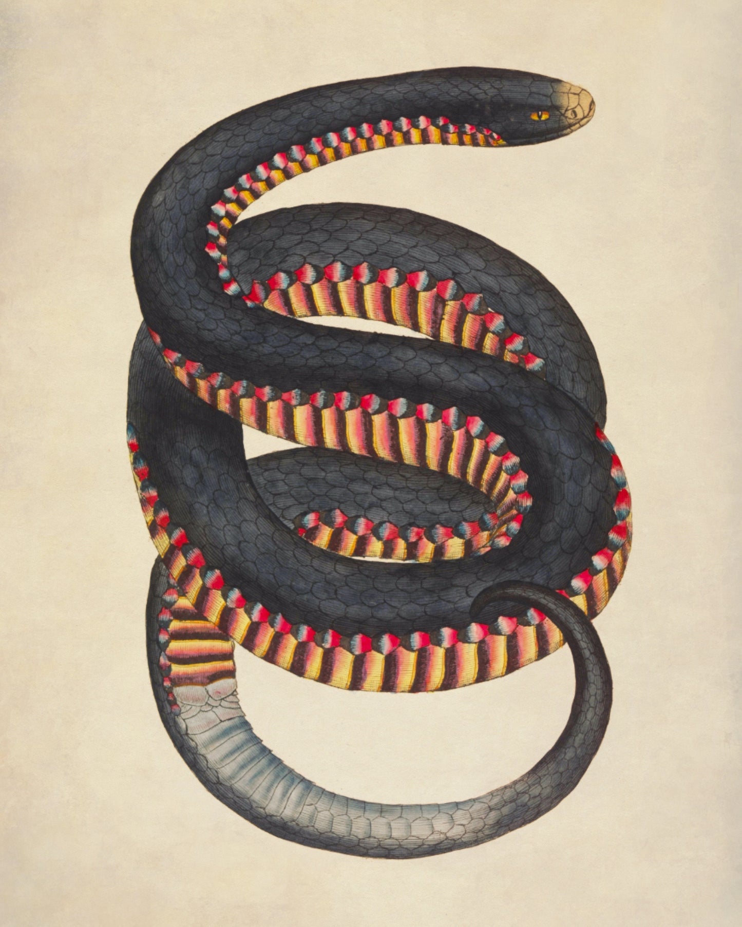 Red-bellied Black Snake (Coluber Porphyriacus) Print - Antique Reproduction - James Sowerby - Herpetology - Reptile - Available Framed