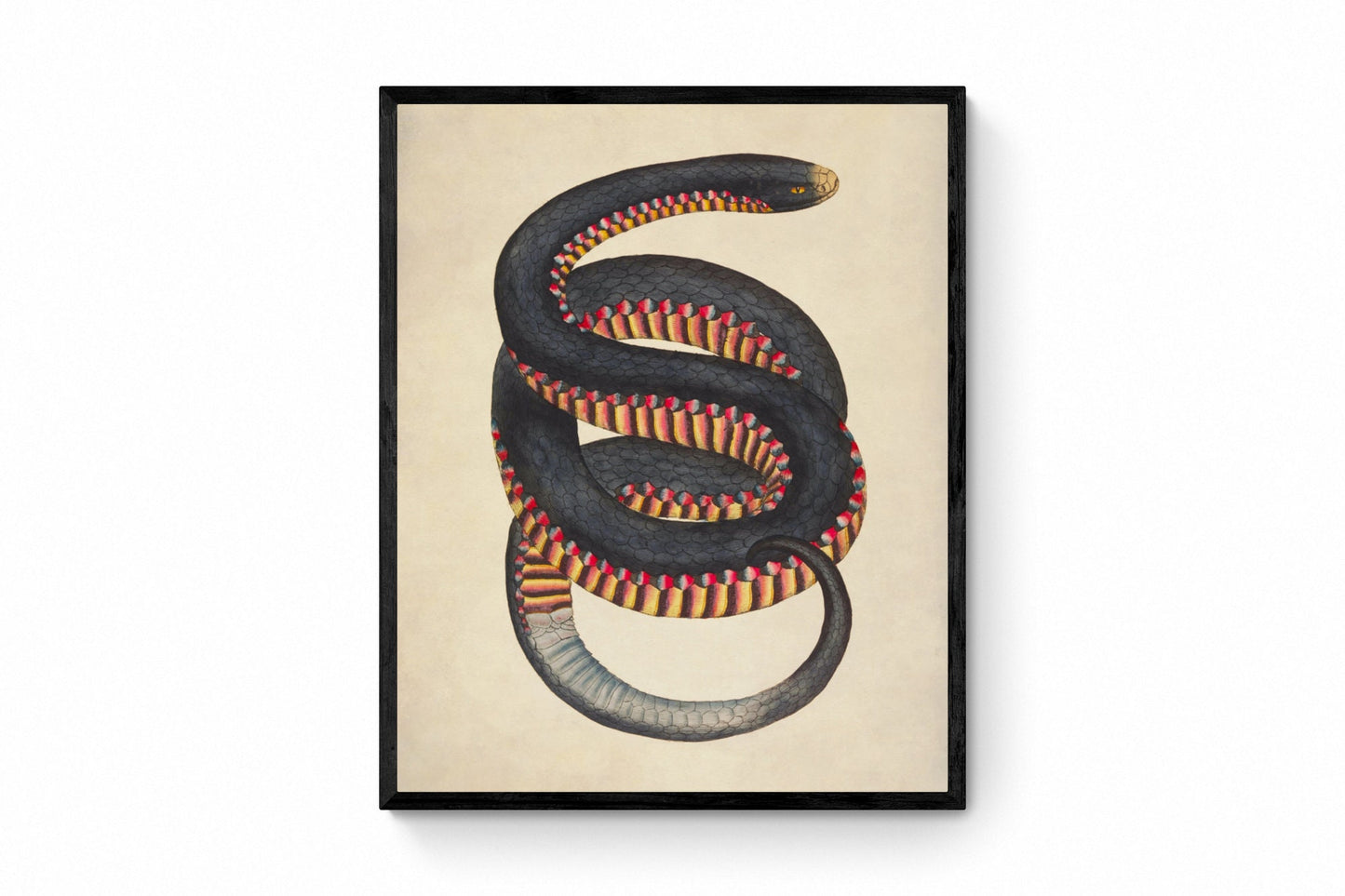 Red-bellied Black Snake (Coluber Porphyriacus) Print - Antique Reproduction - James Sowerby - Herpetology - Reptile - Available Framed