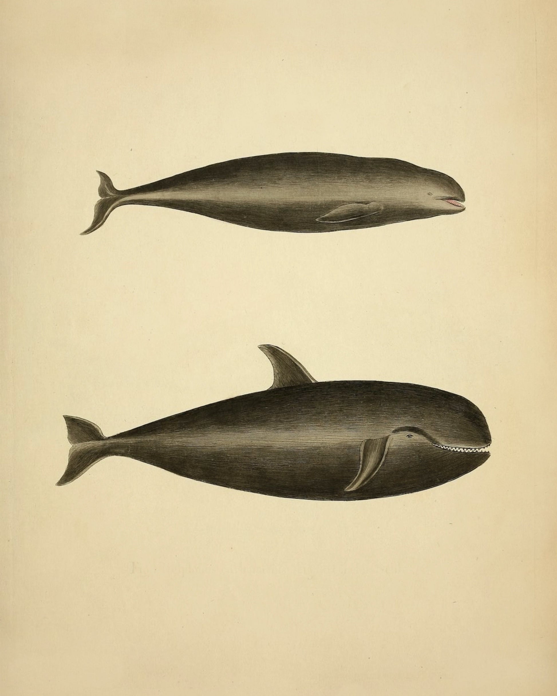 Whales (Delphinus Carbonarius and Delphinus Melas) Print - Antique Reproduction - Pilot Whale - Natural History - Available Framed