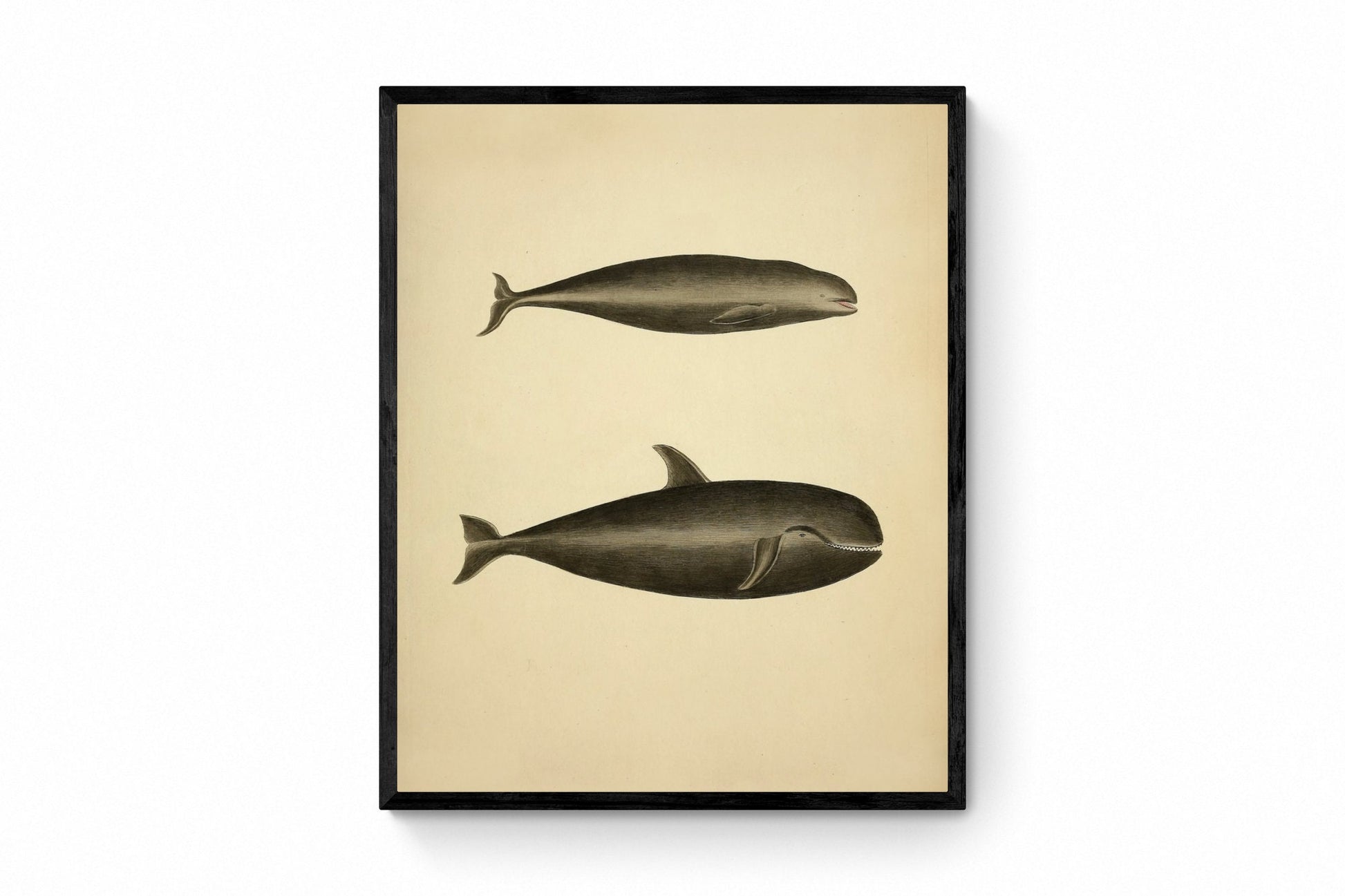 Whales (Delphinus Carbonarius and Delphinus Melas) Print - Antique Reproduction - Pilot Whale - Natural History - Available Framed