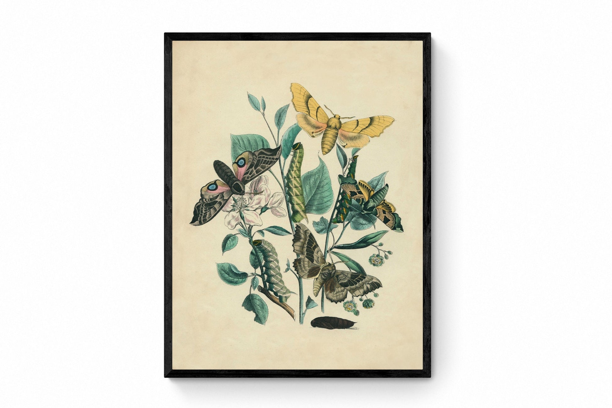 Butterfly & Moth Botanical Print - Antique Art Reproduction - Lepidoptera - Entomology - Insect Art - Moth - Available Framed