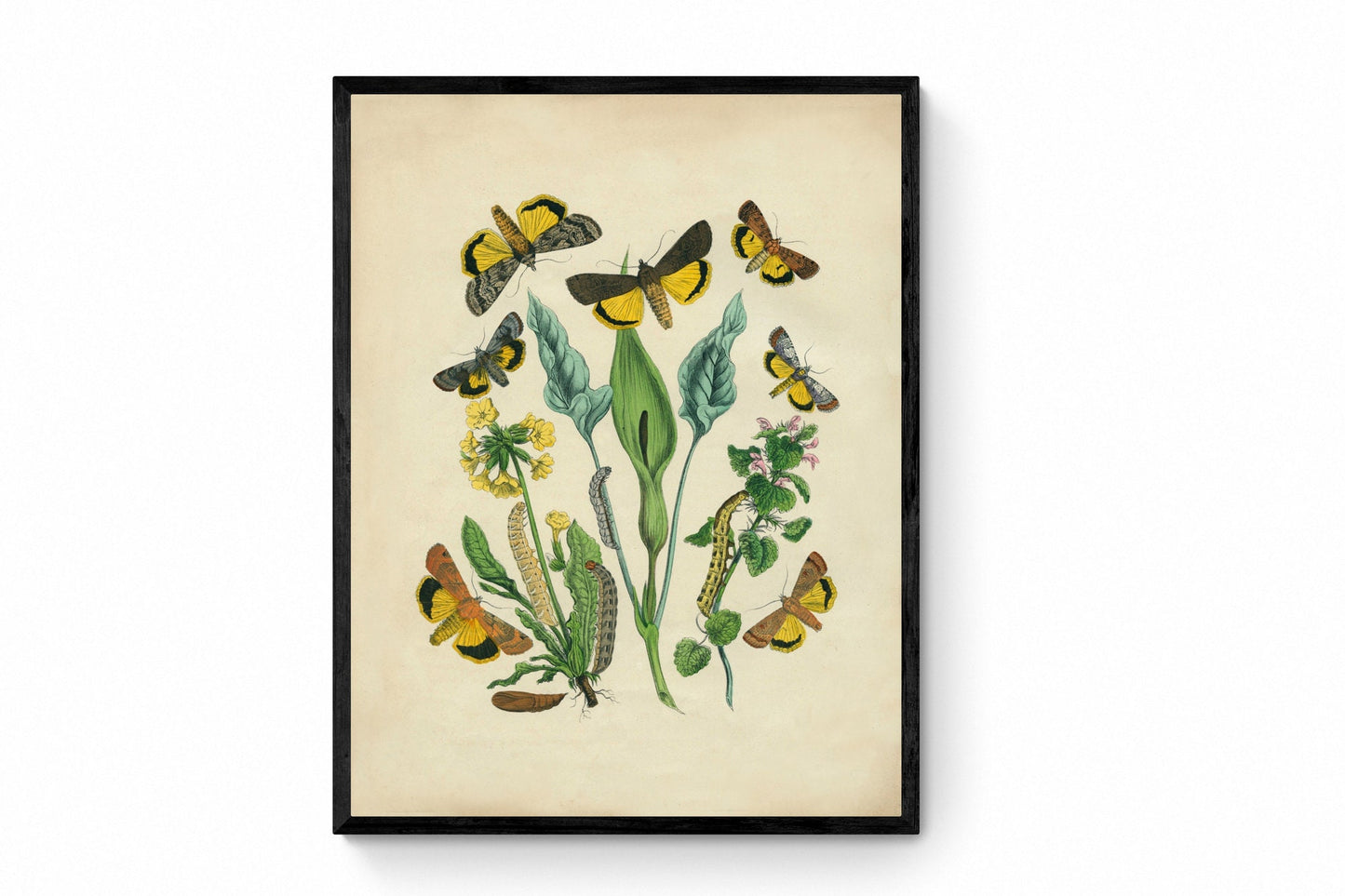 Butterfly Botanical Print - Antique Art Reproduction - Lepidoptera - Entomology - Insect Art - Moth - Available Framed