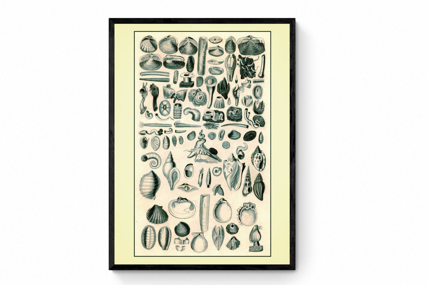 Crustaceans - Molluscs - Shellfish - Antique Reproduction - Marine Wildlife - Bathroom Decor - Retro Wall Decor - Available Framed