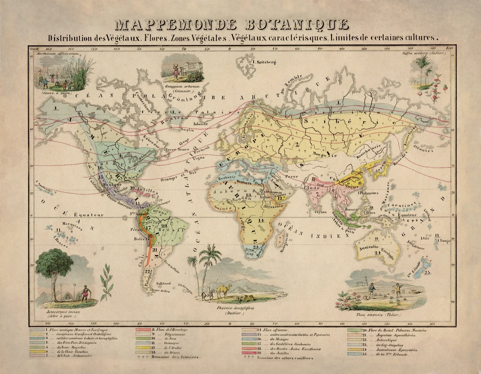 Botanical World Map - Antique Reproduction - dated 1858 - Botany - Plant, Flower, Vegetation - Large Wall Map - Available Framed