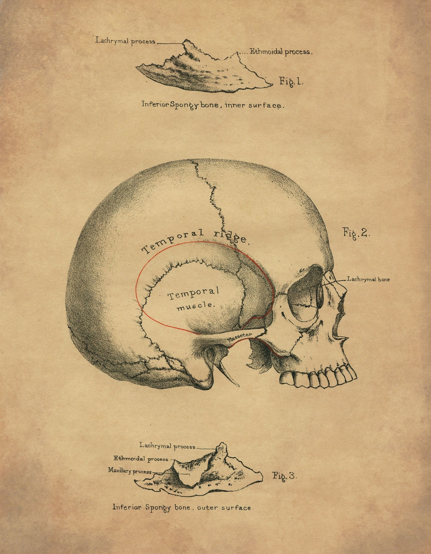 Skull Print - Osteology - Antique Reproduction - Science - Anatomy - Medical Decor - Skeleton - Available Framed