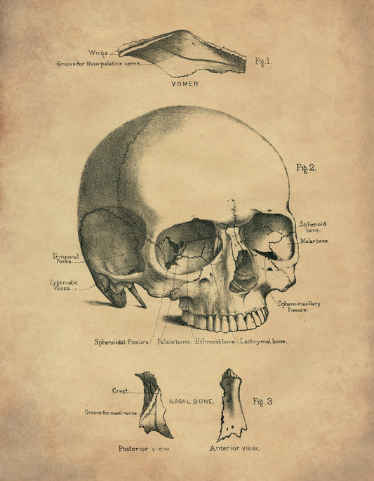 Skull Print - Osteology - Antique Reproduction - Science - Anatomy - Medical Decor - Skeleton - Available Framed