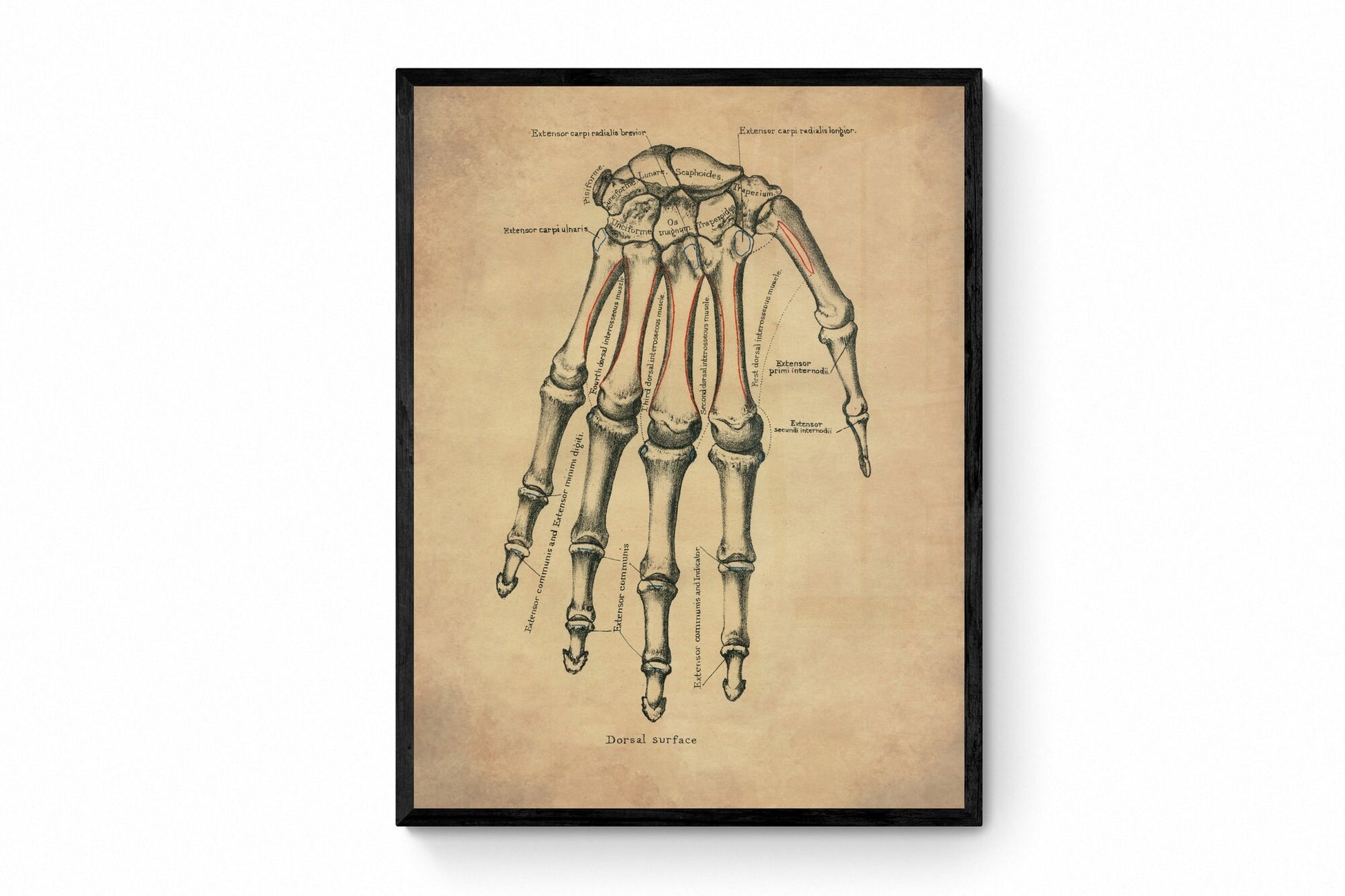 Hand Bones Print - Osteology - Antique Reproduction - Science - Anatomy - Medical Decor - Skeleton - Available Framed