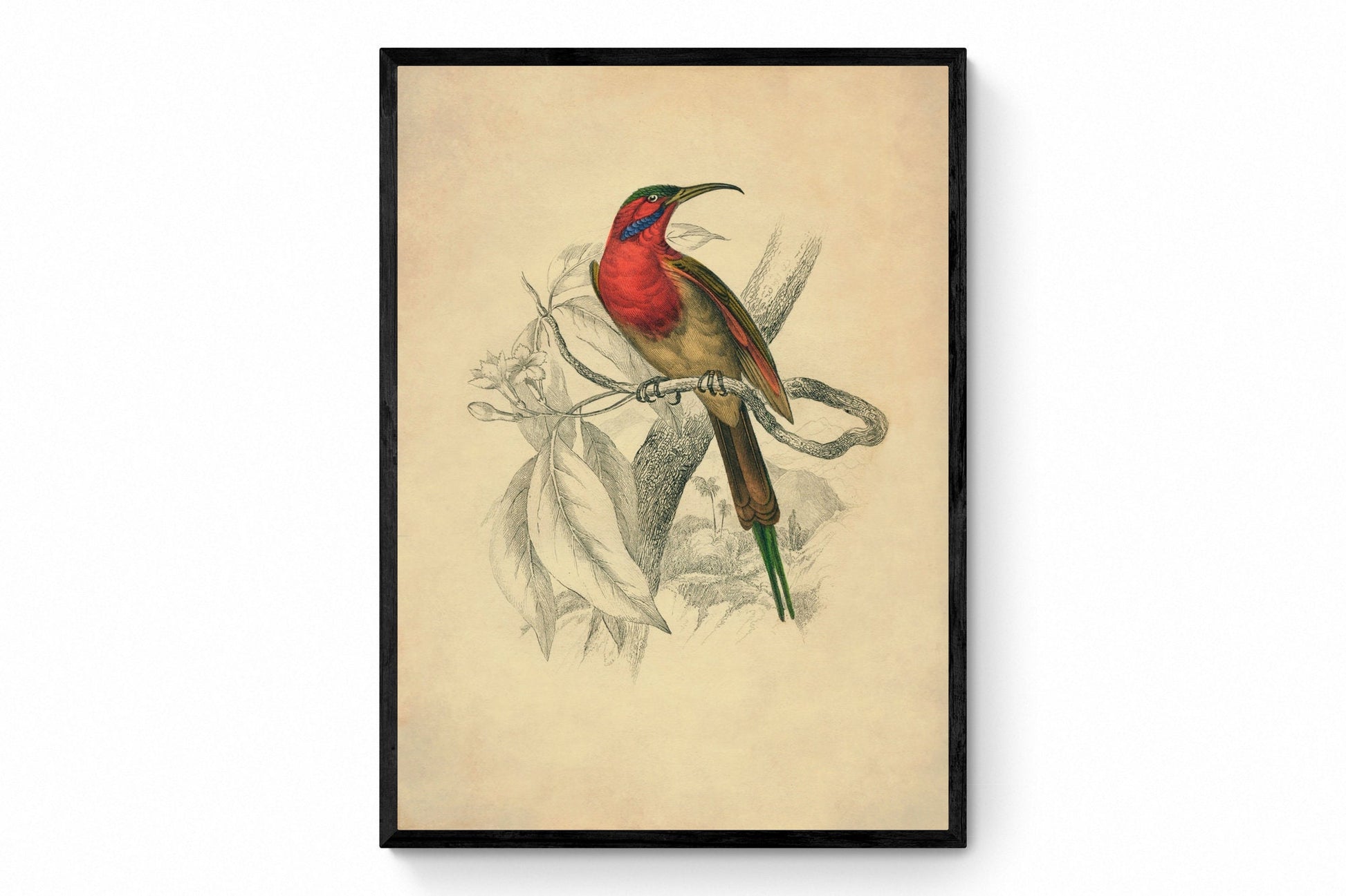 Sunbird Print - Antique Art Reproduction - Nectarinia Goalpariensis - Passerine - Bird - Ornithology - Vintage Wall Art - Available Framed