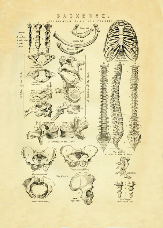 Backbone Skeleton Print - Antique Reproduction - Ribs - Pelvis - Spine - Vertebrae - Anatomy - Science - Retro Wall Art - Available Framed