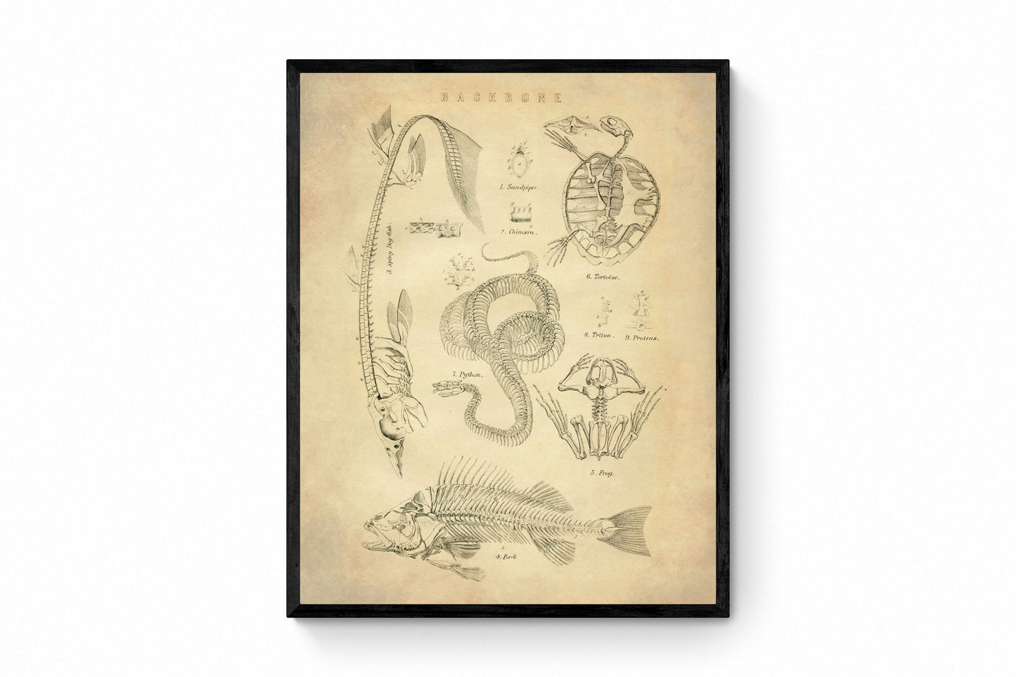 Animal Skeletons Print - Antique Reproduction - Spine - Vertebrae - Snake - Fish - Turtle - Frog - Retro Wall Art - Available Framed