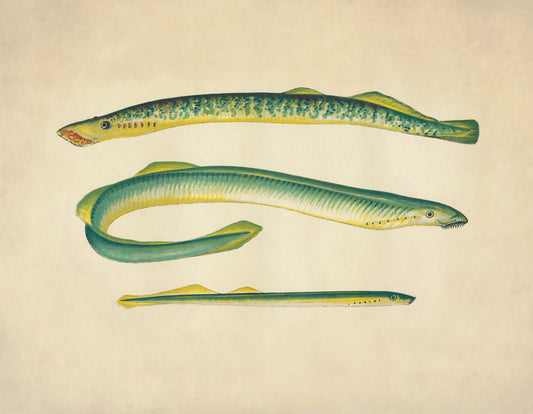 Sea Lamprey, Lampern and Silver Lamprey Print - Antique Reproduction - Marine Wildlife - Fish Wall Art - Ocean Wall Decor - Available Framed