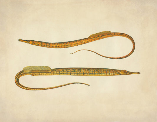 Ocean Pipefish Print - Antique Reproduction - Marine Wildlife - Fish Wall Art - Ocean Wall Decor - Available Framed