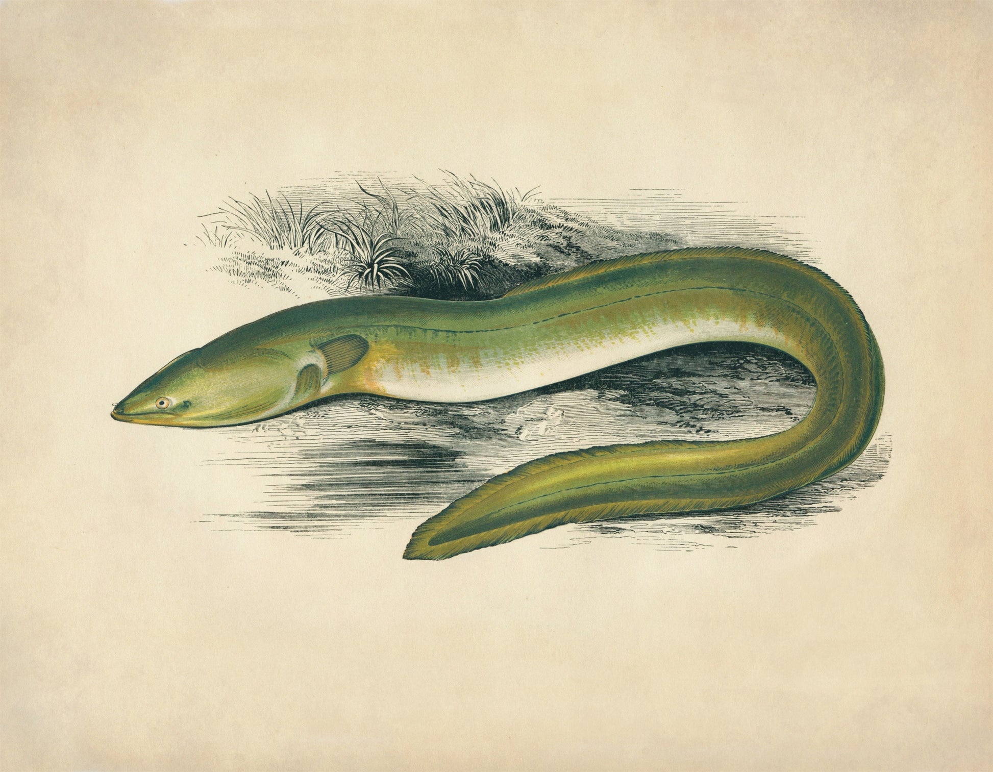 Sharp-Nosed Eel Print - Antique Reproduction - Marine Wildlife - Fish Wall Art - Available Framed